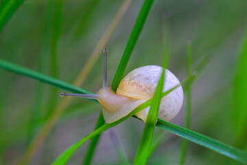 Eine kleine gelbe Schnecke auf einem Grashalm.
