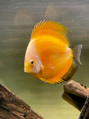 Portrait Aufnahme von Diskusfische im Aquarium, Amazonas Aquarium.
