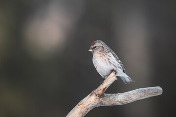 Common redpoll (Acanthis flammea) bird perched on a rustic wooden branch during winter