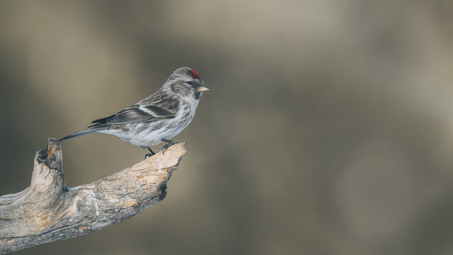 Common redpoll (Acanthis flammea) bird perched on a rustic wooden branch during winter