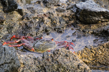 Eine rote Klippenkrabbe oder auch rote Felsenkrabbe auf einem Felsen am Meer.
