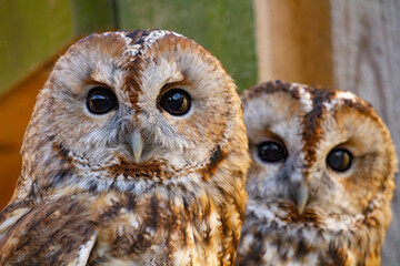 Portrait Pair of Tawny owl or brown owls.