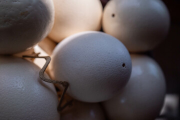 A lot of ostrich eggs lie in a pile