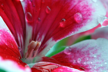 fiore macro 