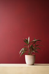 Potted plant on table in front of burgundy wall, in the style of minimalist backgrounds