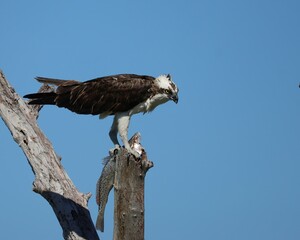 Osprey Eating It's Fresh Fish Catch Florida Wetlands