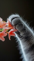 cat's paw reaches for a spring flower
