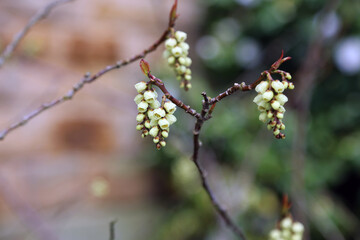 Closeup of Stachyurus blooms, Derbyshire England
