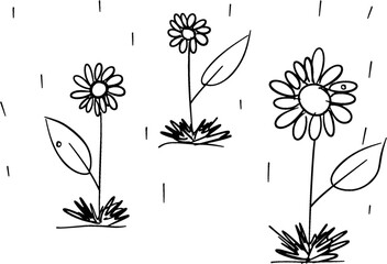 Black line drawing flowers sunflower in raining on white background, nature and rain drop