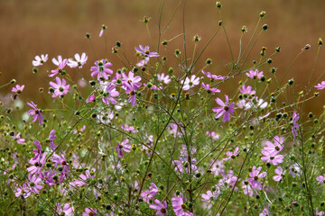 Cosmos flowers wet from overnight rain on the Highveld in South Africa