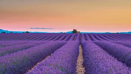 Foto op Plexiglas Lavender fields on the Valensole Plateau in Provence, France © Sache