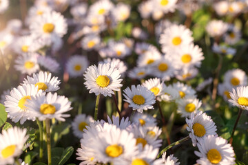 Chamomile flower field. Daisy in the nature. Flowers in sun.