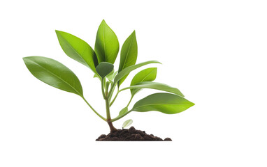 Lush Green Plant Isolated on Transparent Background