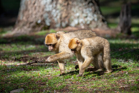 A Barbary Macaque in the ceder forest of Azrou, Morocco.