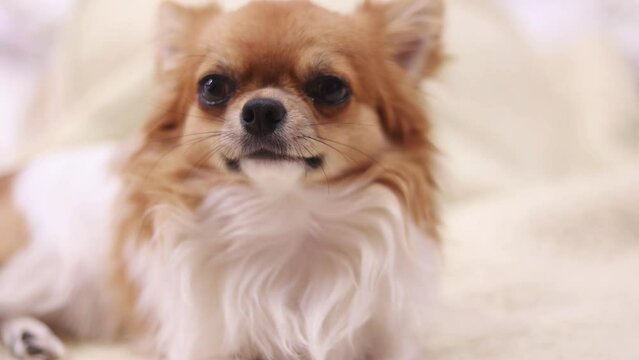 funny chihuahua dog sleeping on a pillow in bed