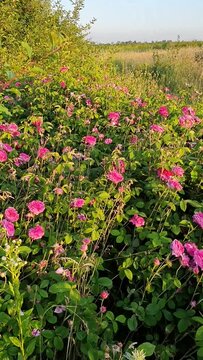 Wild Rose Flowers Summer Sunny Landscape