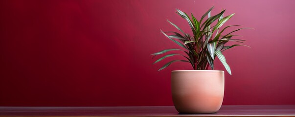 Potted plant on table in front of maroon wall, in the style of minimalist backgrounds, exotic - obrazy, fototapety, plakaty