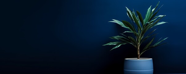 Potted plant on table in front of navy blue wall, in the style of minimalist backgrounds, exotic - obrazy, fototapety, plakaty
