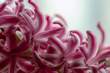 Floral light background. Flowers of colorful beautiful hyacinth close-up. Flower collage for...