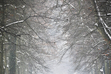 a serene and picturesque scene of a snow-covered path lined with tall, bare trees, creating a sense...