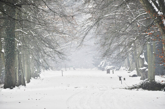 a serene and picturesque scene of a snow-covered path lined with tall, bare trees, creating a sense of calm and the silent beauty of winter, Kórnik, Poland