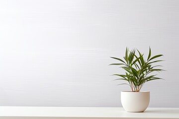 Potted plant on table in front of white wall, in the style of minimalist backgrounds, exotic - obrazy, fototapety, plakaty