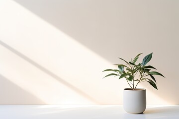 Potted plant on table in front of white wall, in the style of minimalist backgrounds, exotic