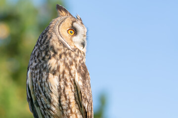 Long ear owl close up portrait