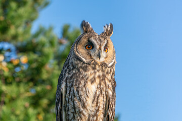 Long ear owl close up portrait