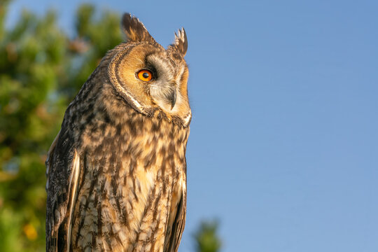 Long ear owl close up portrait