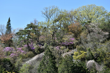 春の鬼岩公園に咲くヤマツツジ