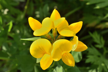 Fototapeta na wymiar 黄色いミヤコグサの花