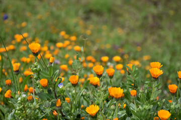 空地に咲くオレンジ色の花