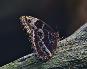 Schmetterling