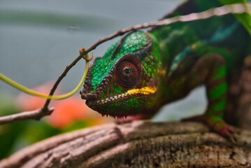 Chameleon 