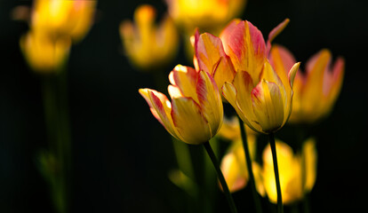 Yellow and red tulip flowers in sun backlight on a black background with copy space. - 764719521