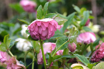 早春のクリスマスローズ