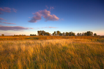 Vibrant autumn nature scene. Sunset scenery with dry grass meadow under the deep blue sky with pink clouds. - 764721997