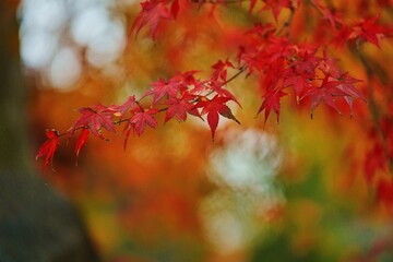 Herbst