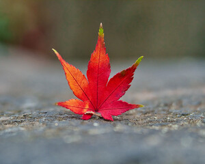 Herbstblatt