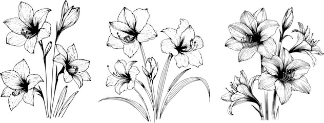 A set of hand-drawn Amarylis flowers. Isolated on white background vector illustration.  - obrazy, fototapety, plakaty