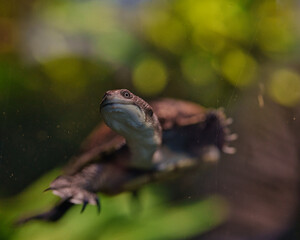 Schildkröte