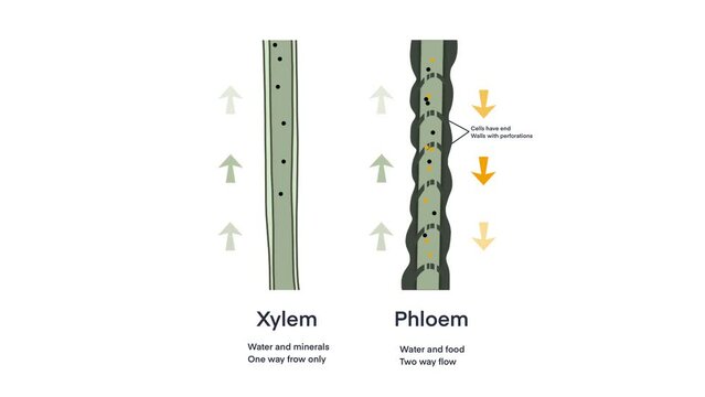 Xylem and phloem water and minerals transportation system outline diagram, Scientific Designing of Xylem And Phloem Scheme, Nutrient And Mineral Transportation, plants transport nutrient and water 