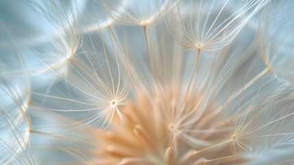 Obraz premium intricate dandelion seed head, ideal for illustrating themes of nature, growth, or transition in a blog or as a piece of calming wall art.