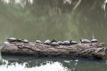 Twelve turtles on a log waiting for the sun.   - Powered by Adobe