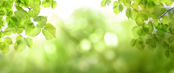 Spring panoramic banner background with fresh green leaves and abstract bokeh light. Natural background.