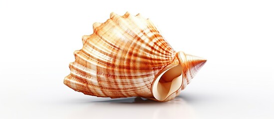 Close up sea shell isolated on white background.