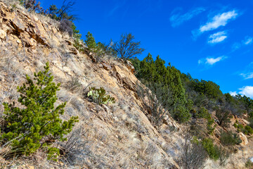 Opuntia chlorotica, prickly pear and other desert plants growing on rocky cliffs in Gila Cliff Dwellings National Monument