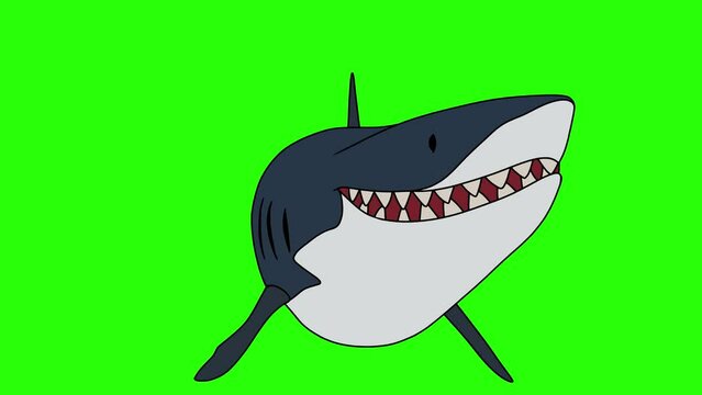 Shark Swimming on Green Screen Background. Motion Graphics Animation.