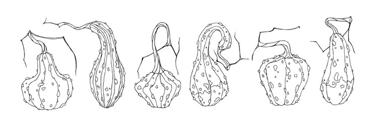 Collection of botanical sketches, coloring pages of autumn decorative pumpkins, zucchini.Vector graphics.